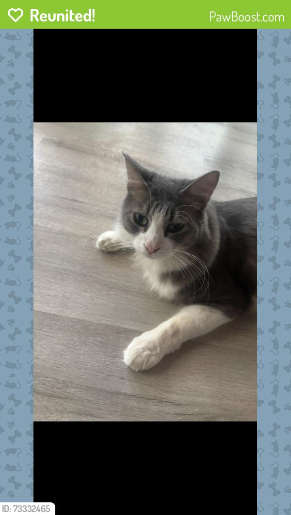 Reunited Male Cat last seen Cedar Park Dr and High Meadow Dr, Oklahoma City, OK 73120