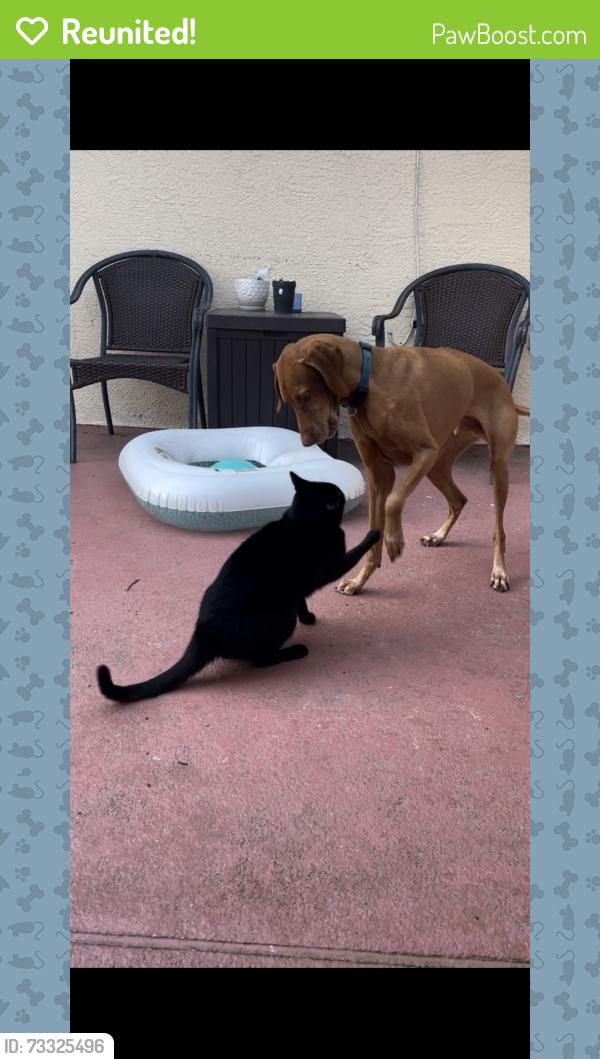 Reunited Male Dog last seen Henderson st, Spring Hill, FL 34608