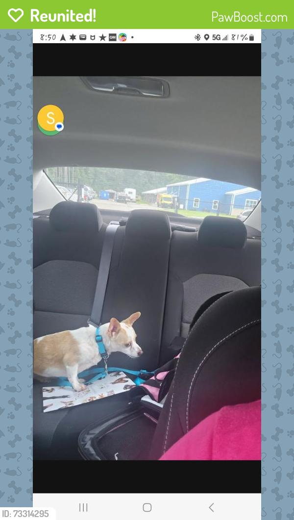 Reunited Female Dog last seen Mary Scott drive, Goose Creek, SC 29445