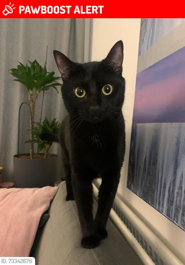Lost Male Cat last seen Riverside Drive, Greater London, England TW10 7QP