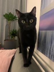 Lost Male Cat last seen Riverside Drive, Greater London, England TW10 7QP