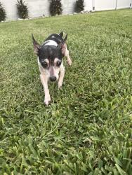 Reunited Female Dog last seen Bloomingdale & Kings, Brandon, FL 33510