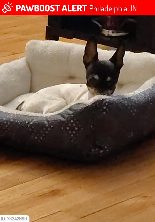 Lost Male Dog last seen on handcock street, Philadelphia, IN 46140
