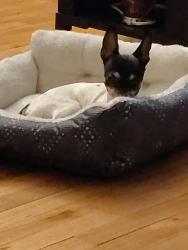 Lost Male Dog last seen on handcock street, Philadelphia, IN 46140