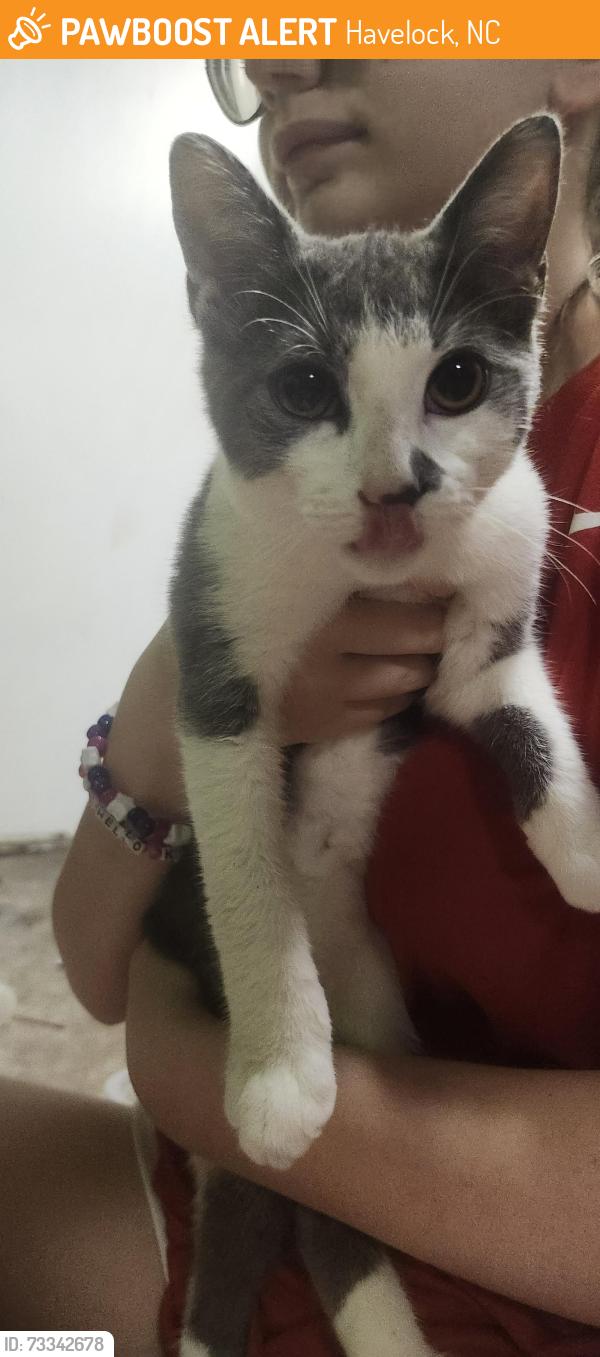 Found/Stray Male Cat last seen Bojangles, Havelock, NC 28532
