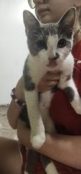 Found/Stray Male Cat last seen Bojangles, Havelock, NC 28532