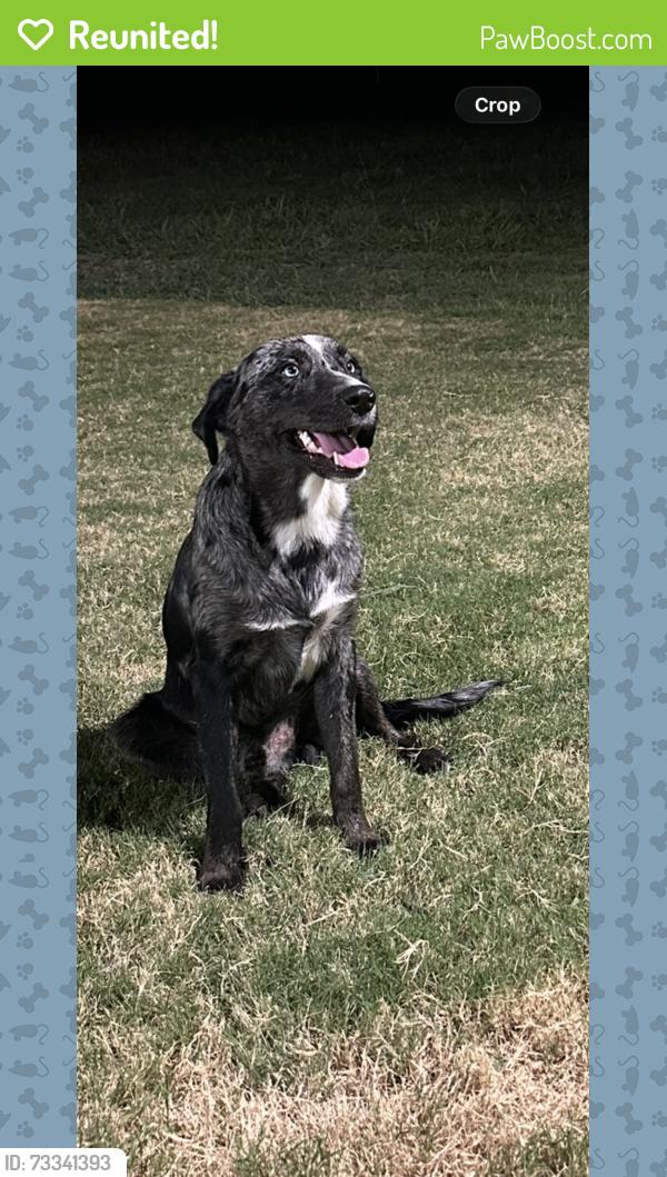 Reunited Male Dog last seen Coach light, Willaby, New Caney, TX 77357