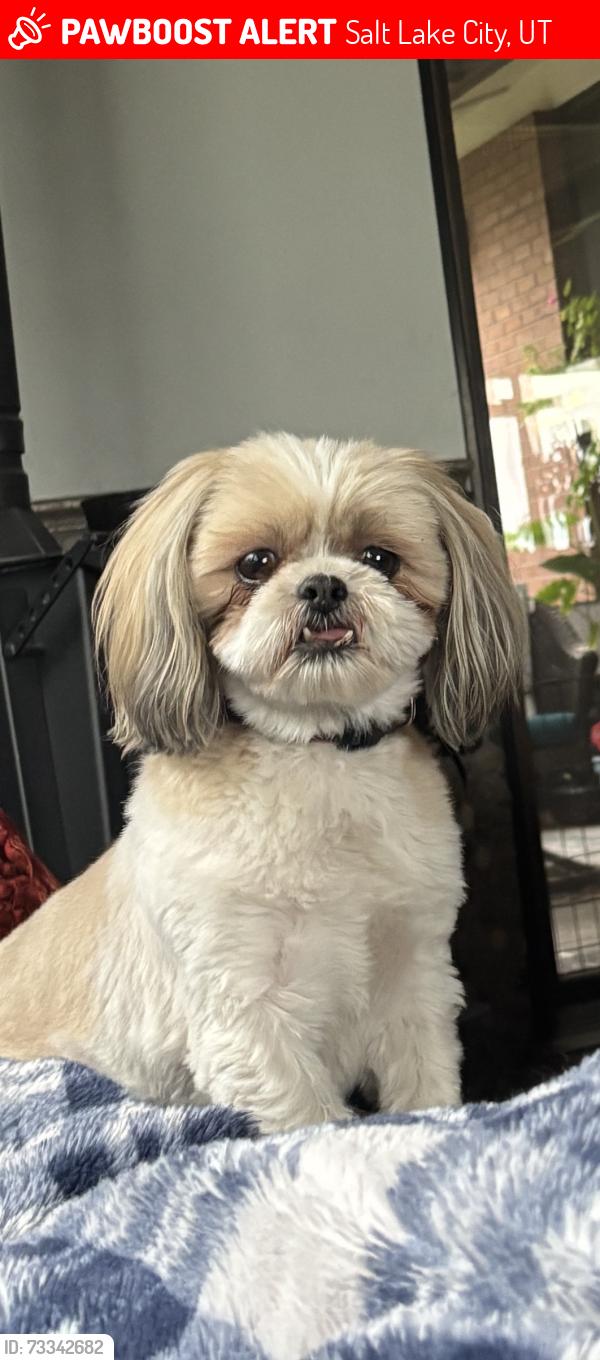 Lost Female Dog last seen Shriners hosp, Salt Lake City, UT 84103