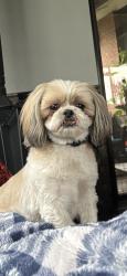 Lost Female Dog last seen Shriners hosp, Salt Lake City, UT 84103