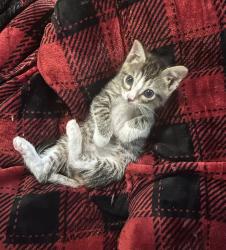 Lost Male Cat last seen Pear tree rd, Apple rd, Wedgefield, SC 29168
