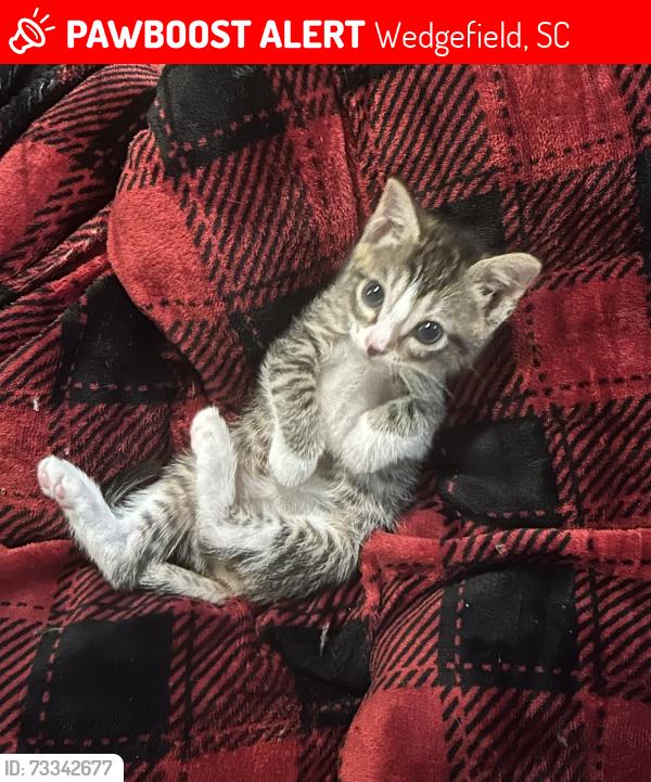 Lost Male Cat last seen Pear tree rd, Apple rd, Wedgefield, SC 29168
