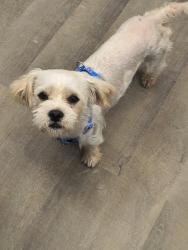 Found/Stray Male Dog last seen Sam Wilson/Performance Road, Charlotte, NC 28214