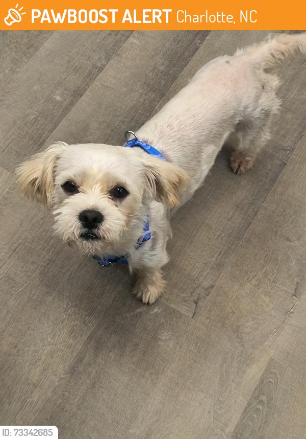 Found/Stray Male Dog last seen Sam Wilson/Performance Road, Charlotte, NC 28214