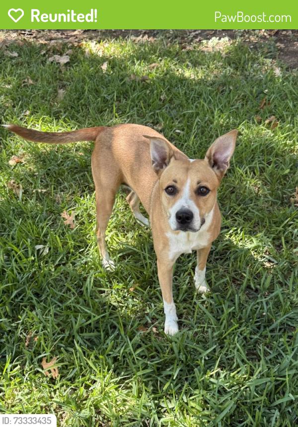 Reunited Female Dog last seen Ridgeway Drive, Temple, TX 76502