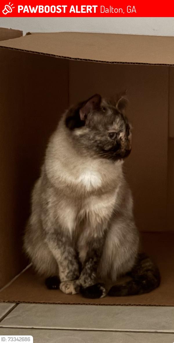 Lost Female Cat last seen Paleteria Michoacana, Dalton, GA 30721