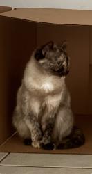 Lost Female Cat last seen Paleteria Michoacana, Dalton, GA 30721