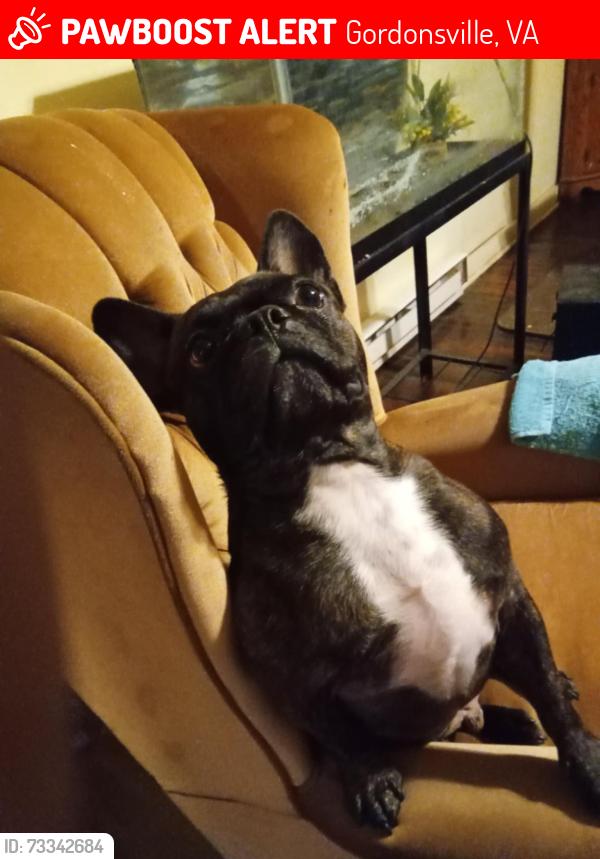 Lost Male Dog last seen Zions crossroads/ spring creek, Gordonsville, VA 22942