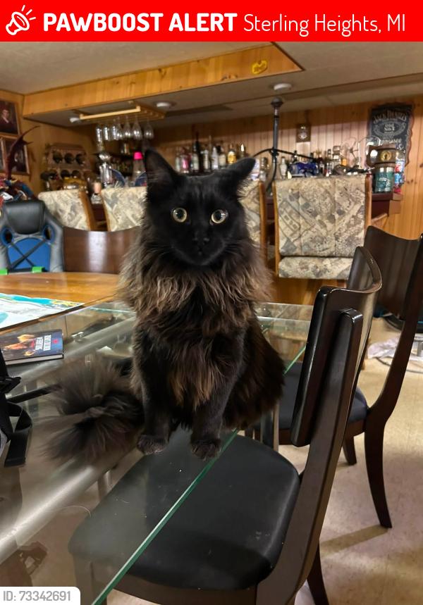 Lost Male Cat last seen Andrew Dr, Sterling Heights, MI 48312