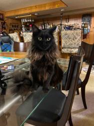 Lost Male Cat last seen Andrew Dr, Sterling Heights, MI 48312