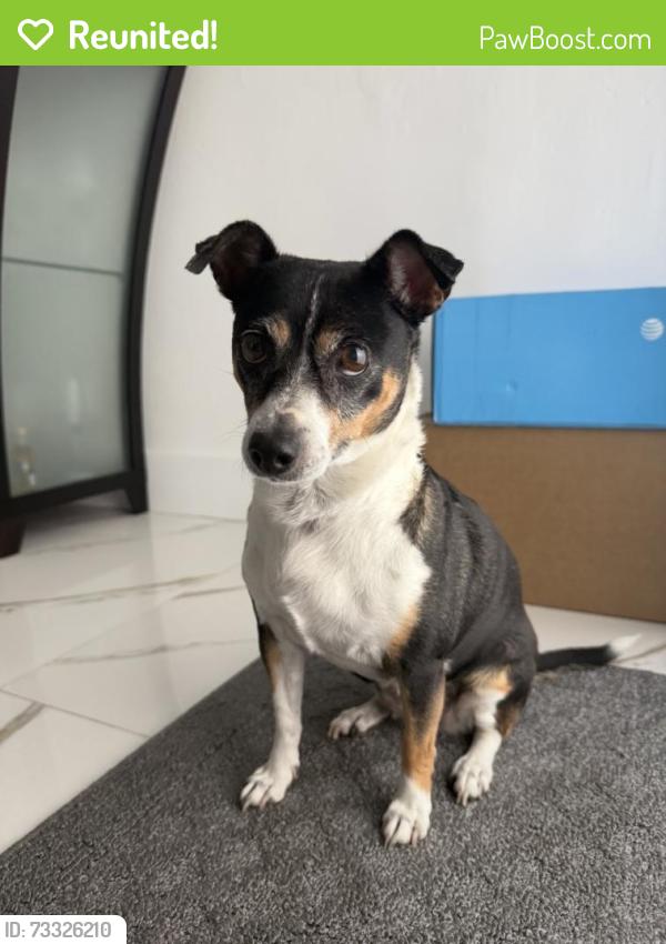 Reunited Female Dog last seen Near SW 92nd Ct, Miami, FL 33165, USA, Miami, FL 33165