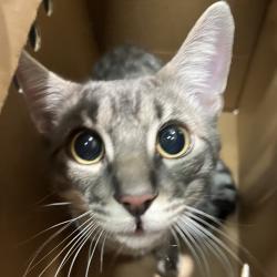 Shelter Stray Male Cat last seen , 3607 N Armenia Ave, Tampa, FL 33607, USA