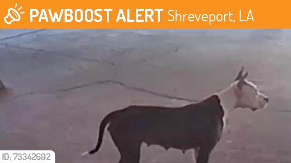 Found/Stray Female Dog last seen Ravendale & Timberlane, Shreveport, LA 71107
