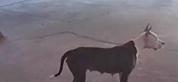 Found/Stray Female Dog last seen Ravendale & Timberlane, Shreveport, LA 71107