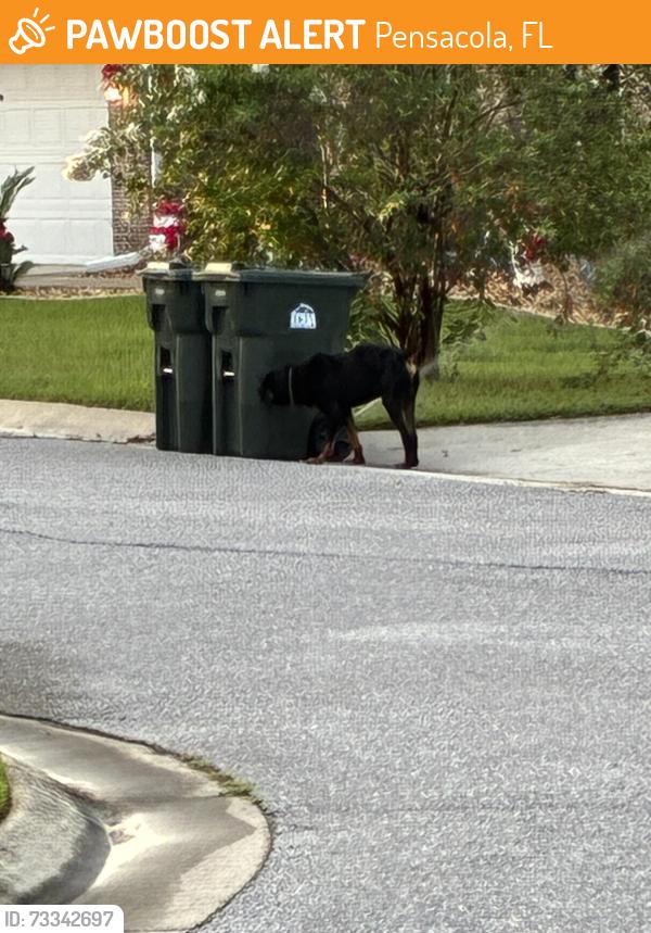 Found/Stray Male Dog last seen Chickadee, Pensacola, FL 32503