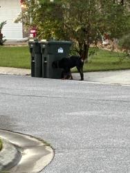 Found/Stray Male Dog last seen Chickadee, Pensacola, FL 32503