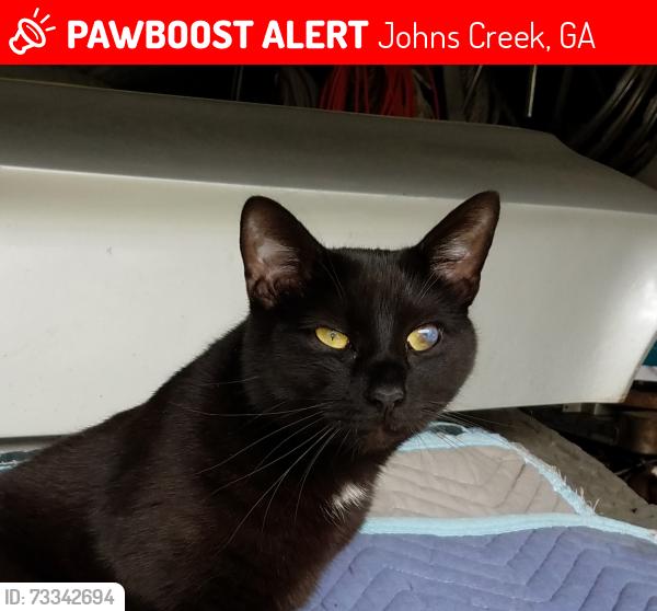Lost Male Cat last seen Colony Glen, Johns Creek, Johns Creek, GA 30022