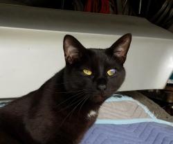 Lost Male Cat last seen Colony Glen, Johns Creek, Johns Creek, GA 30022