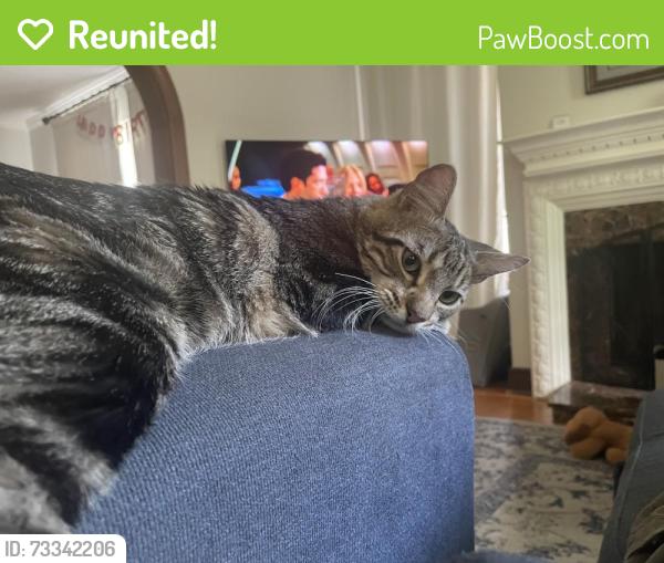Reunited Male Cat last seen Robert’s Elementary, Houston, TX 77030