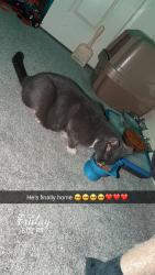 Reunited Male Cat last seen Near Utica st, Westminster, CO 80030