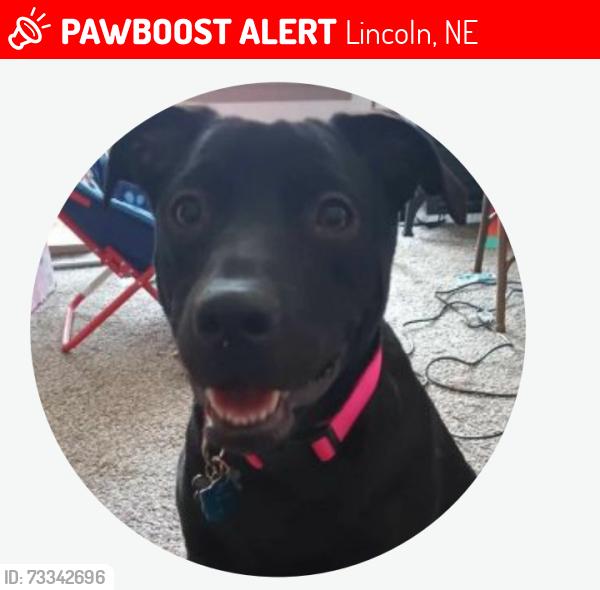 Lost Female Dog last seen Sumner St, Near South, Lincoln, Lancaster County, NE, US, 68502, Lincoln, NE 68502
