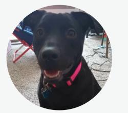 Lost Female Dog last seen Sumner St, Near South, Lincoln, Lancaster County, NE, US, 68502, Lincoln, NE 68502