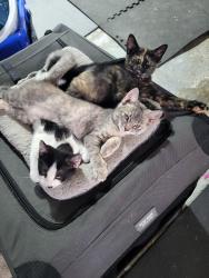 Lost Female Cat last seen Bear St., Syracuse, NY 13204