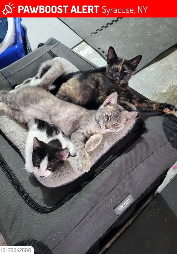 Lost Female Cat last seen Bear St., Syracuse, NY 13204