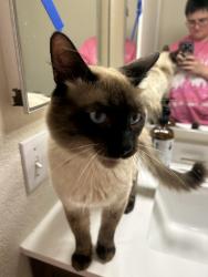 Found/Stray Male Cat last seen Breitner and Thompson, Winchester, CA 92596