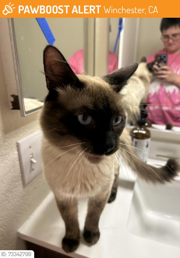 Found/Stray Male Cat last seen Breitner and Thompson, Winchester, CA 92596