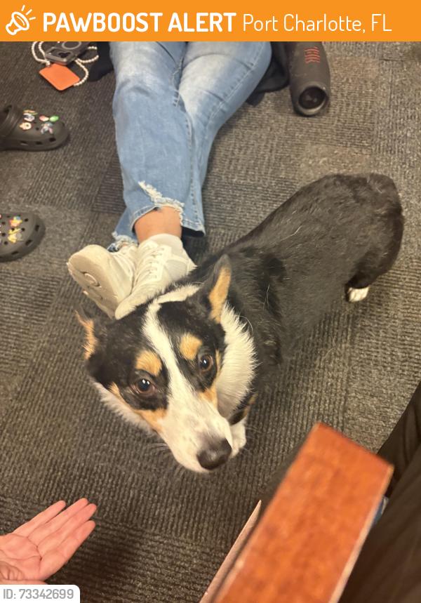 Found/Stray Female Dog last seen Peachland Blvd, Port Charlotte, FL 33954