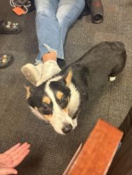 Found/Stray Female Dog last seen Peachland Blvd, Port Charlotte, FL 33954