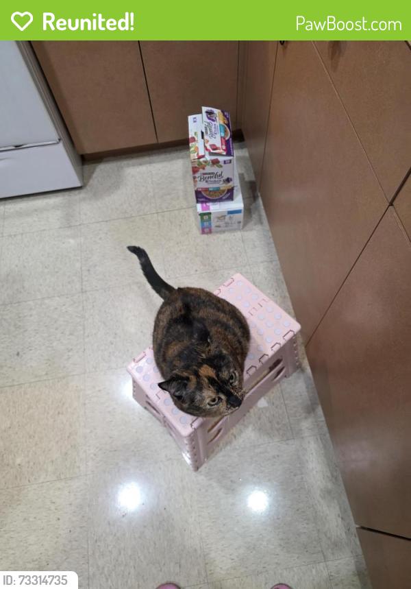 Reunited Female Cat last seen Lake worth and Military trl, Greenacres, FL 33463