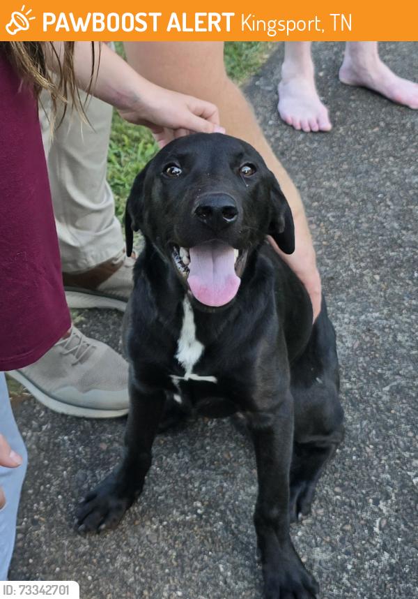 Found/Stray Male Dog last seen chestnut ridge rd kingsport (off orebank rd), Kingsport, TN 37664