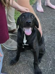 Found/Stray Male Dog last seen chestnut ridge rd kingsport (off orebank rd), Kingsport, TN 37664