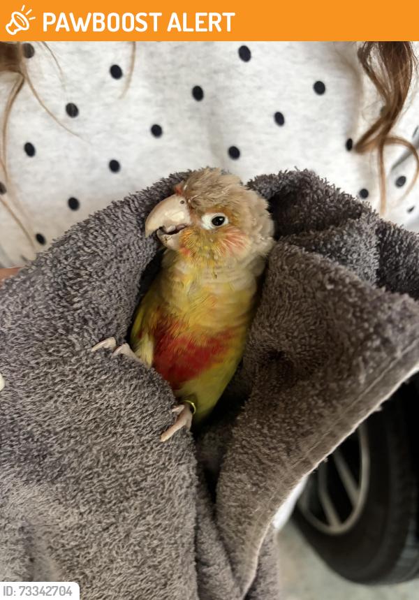 Found/Stray Unknown Bird last seen Sun n lake, fl, Highlands County, FL 33872