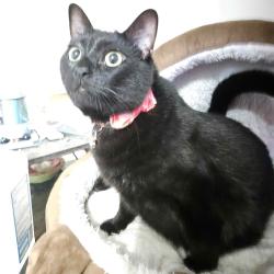 Reunited Male Cat last seen The Retreat at Concord apmts, Concord, NC 28025