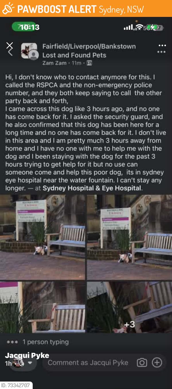 Found/Stray Male Dog last seen Sydney eye hosp, Sydney, NSW 2000