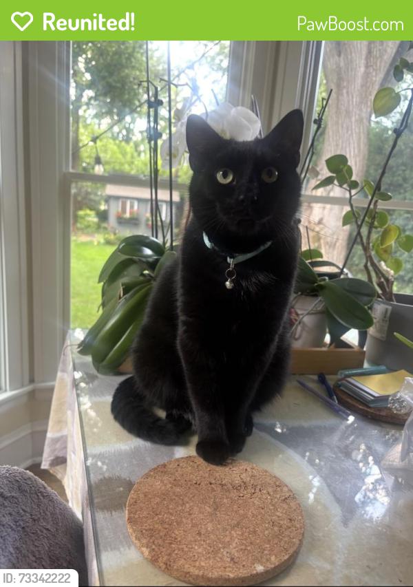 Reunited Male Cat last seen S Stratford Avenue, Elmhurst, IL 60126