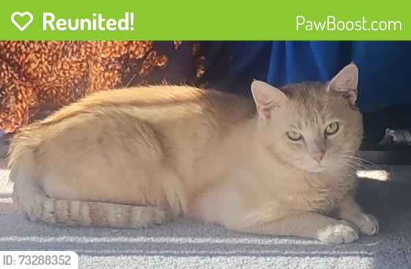 Reunited Male Cat last seen Brandywine Rd / Valley Forge. Rd, Parma Heights, OH 44130