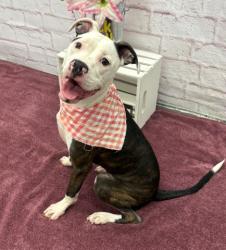 Shelter Stray Female Dog last seen Near BLOCK E DAVISON ST, DETROIT MI 48212, 7401 Chrysler Dr, Detroit, MI 48211, USA